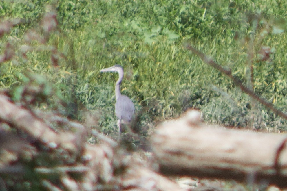 Great Blue Heron - ML625905633