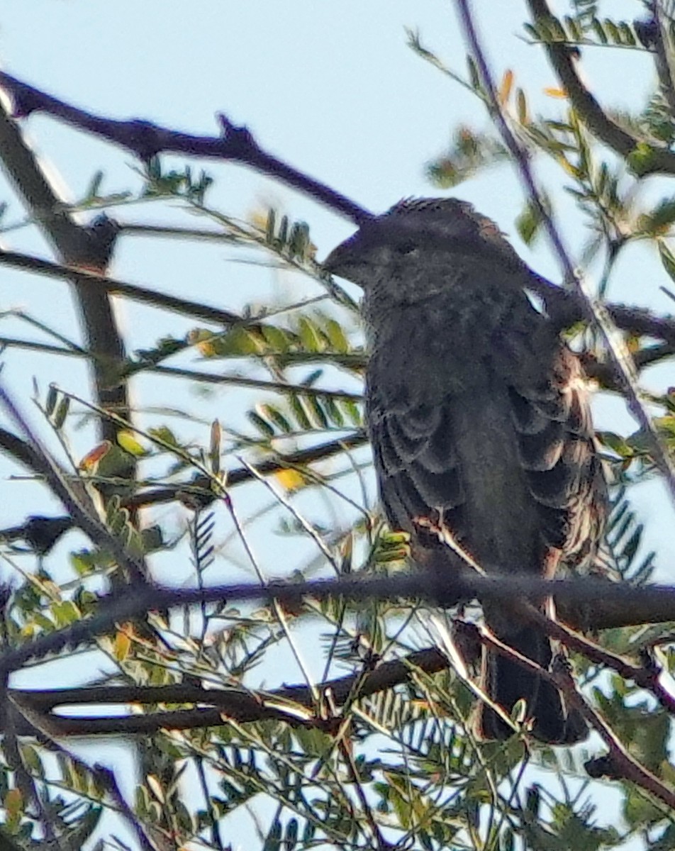 House Finch - ML625905634