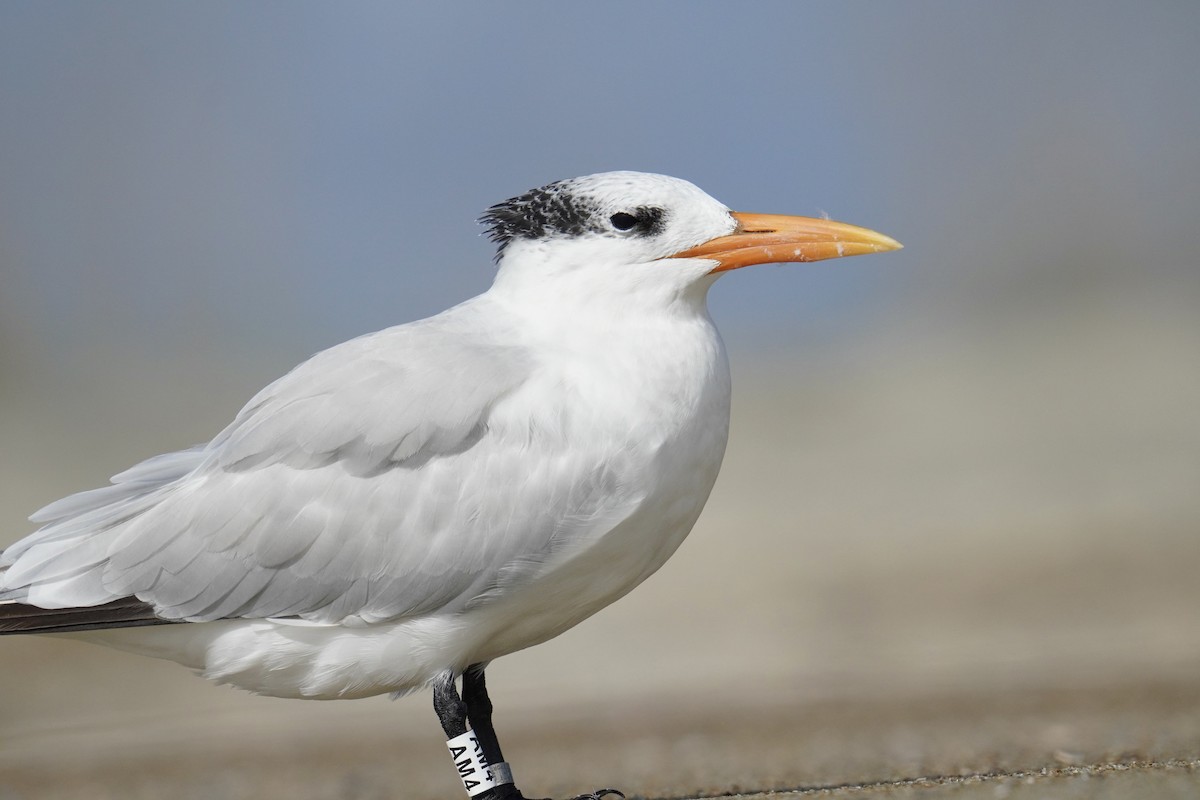 Royal Tern - ML625905635