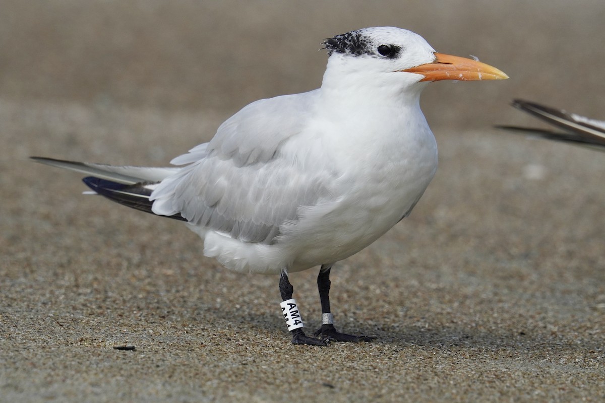 Royal Tern - ML625905637