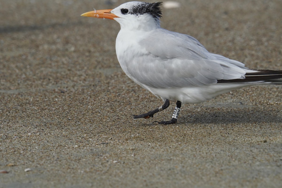 Royal Tern - ML625905638