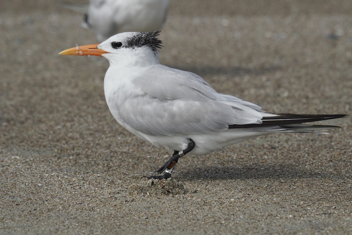 Royal Tern - ML625905639