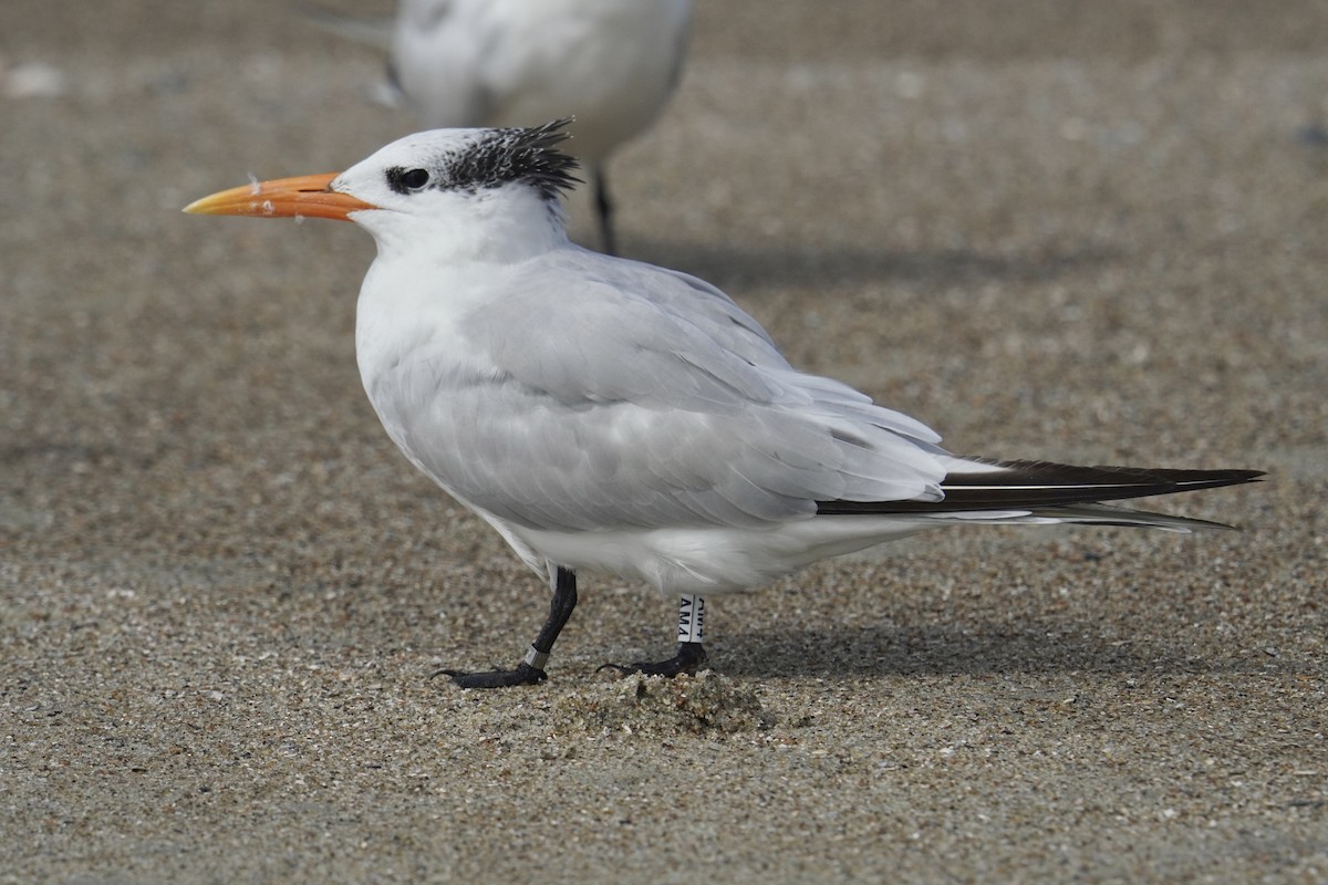 Royal Tern - ML625905640