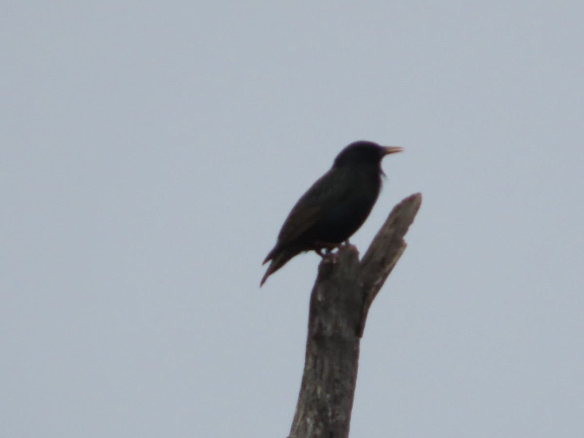 European Starling - ML625905641