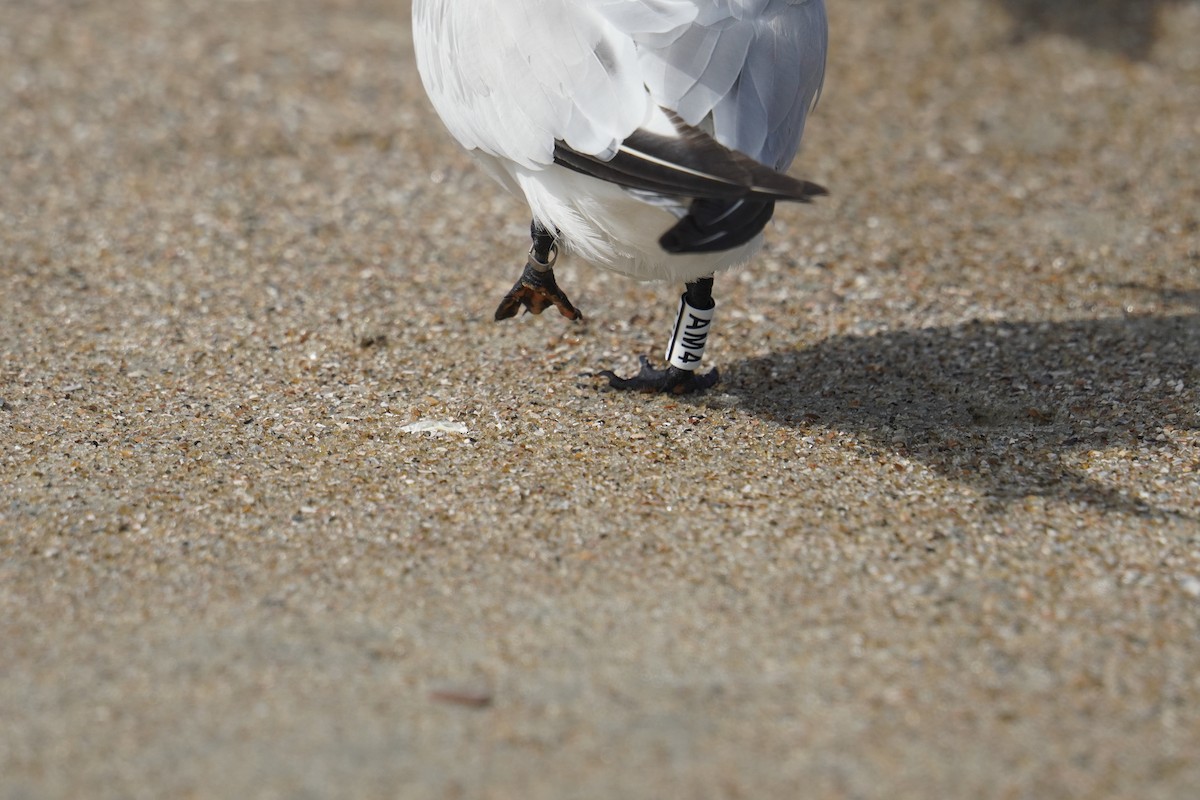 Royal Tern - ML625905642