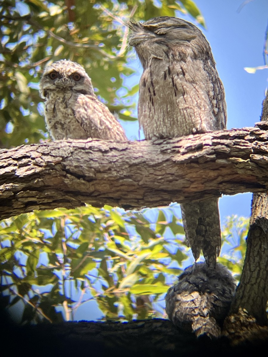 Tawny Frogmouth - ML625905643