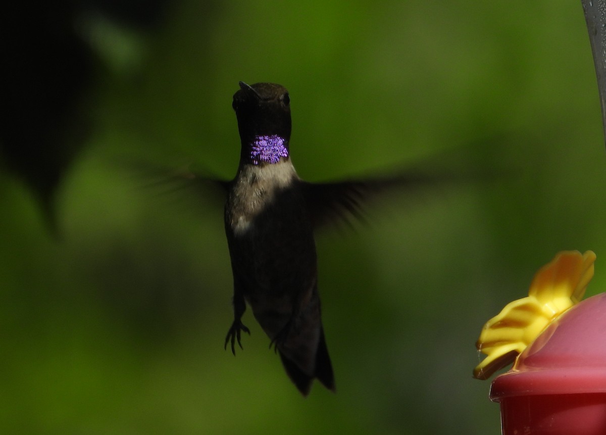 Black-chinned Hummingbird - ML625905644