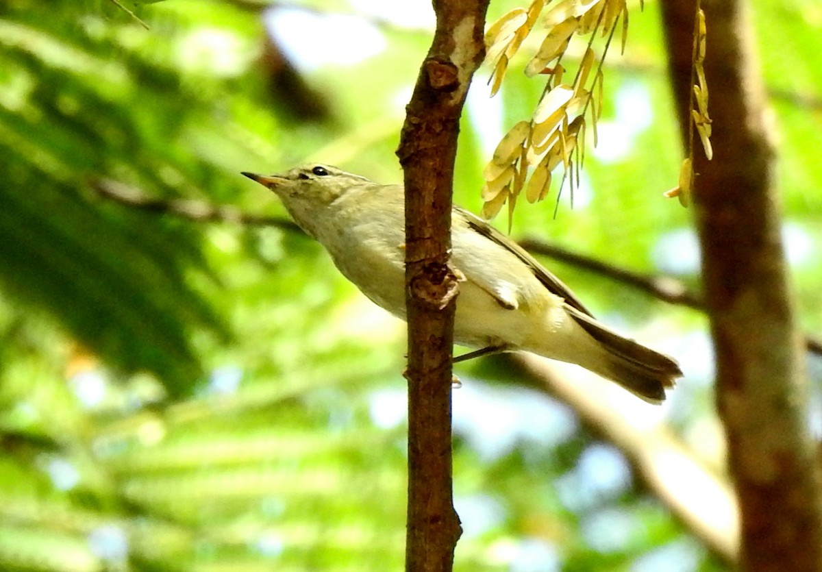 Pale-legged Leaf Warbler - ML625905645