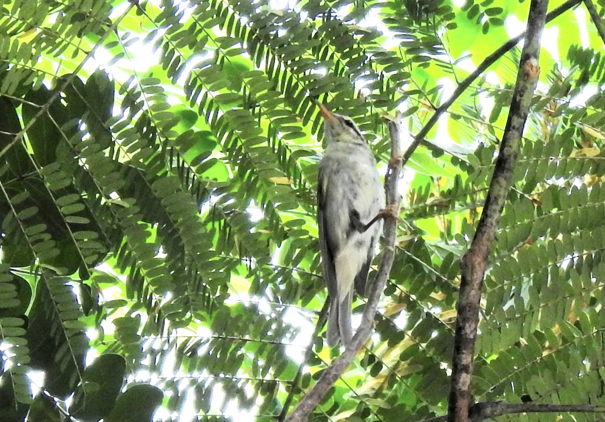 Pale-legged Leaf Warbler - ML625905646