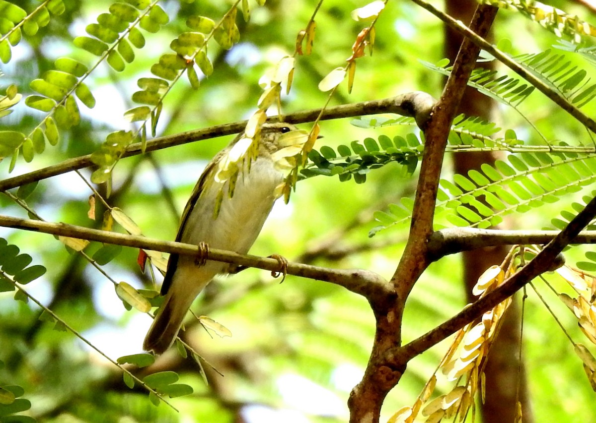 Pale-legged Leaf Warbler - ML625905648