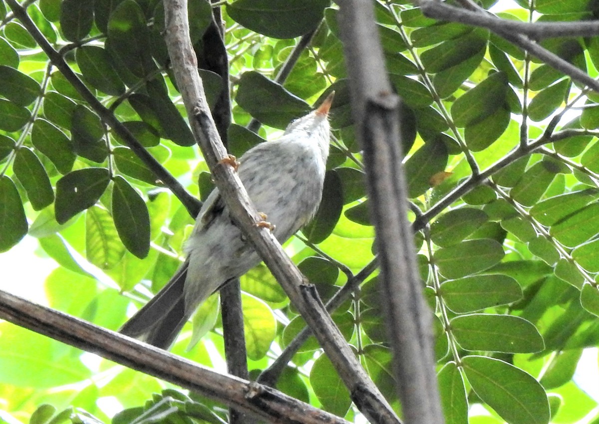 Pale-legged Leaf Warbler - ML625905649