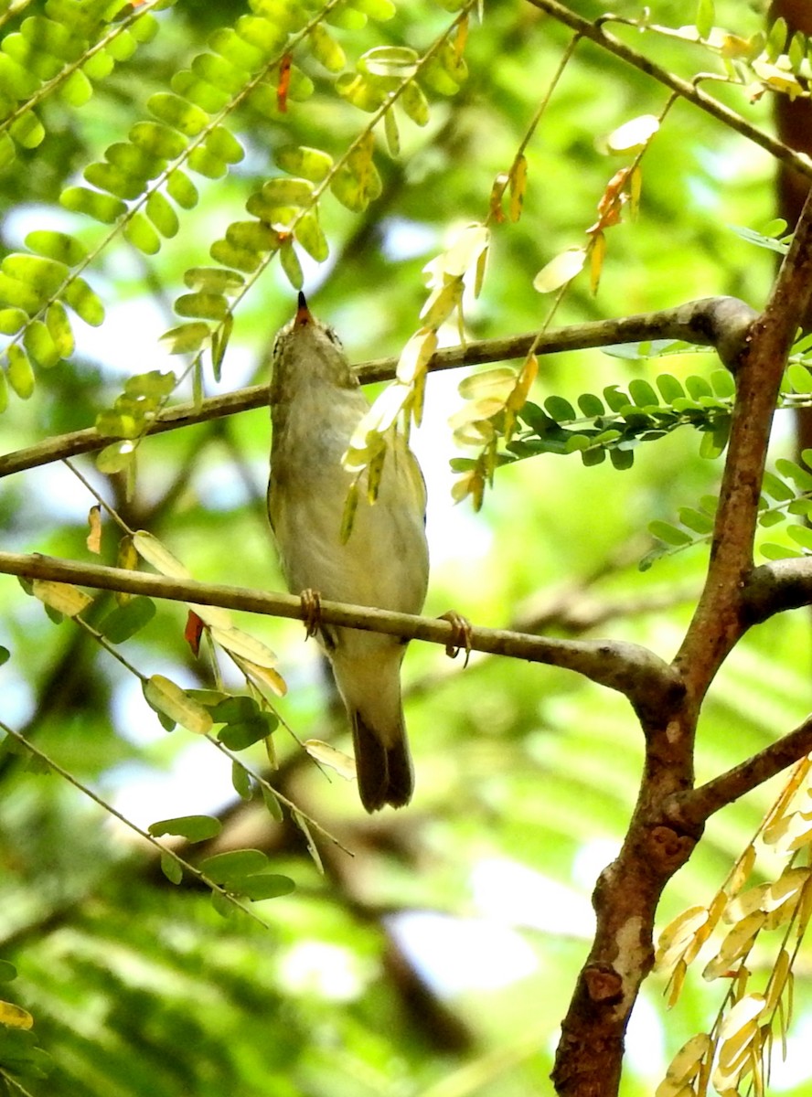 Pale-legged Leaf Warbler - ML625905650