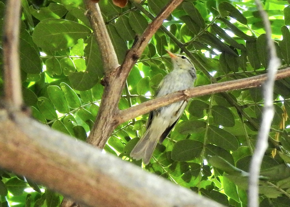 Pale-legged Leaf Warbler - ML625905651