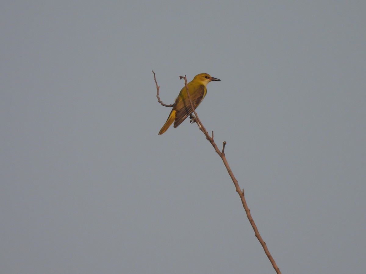 Indian Golden Oriole - ML625905652