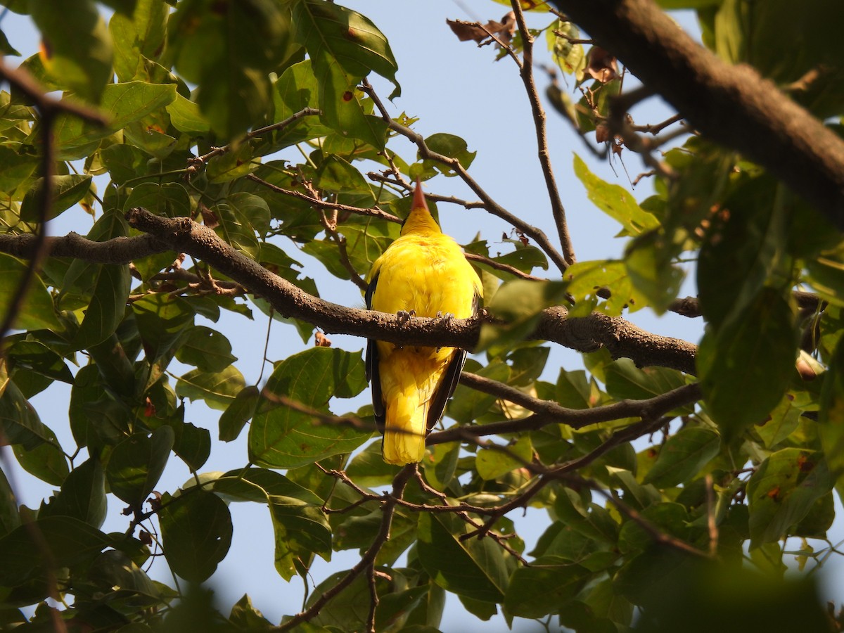 Indian Golden Oriole - ML625905653