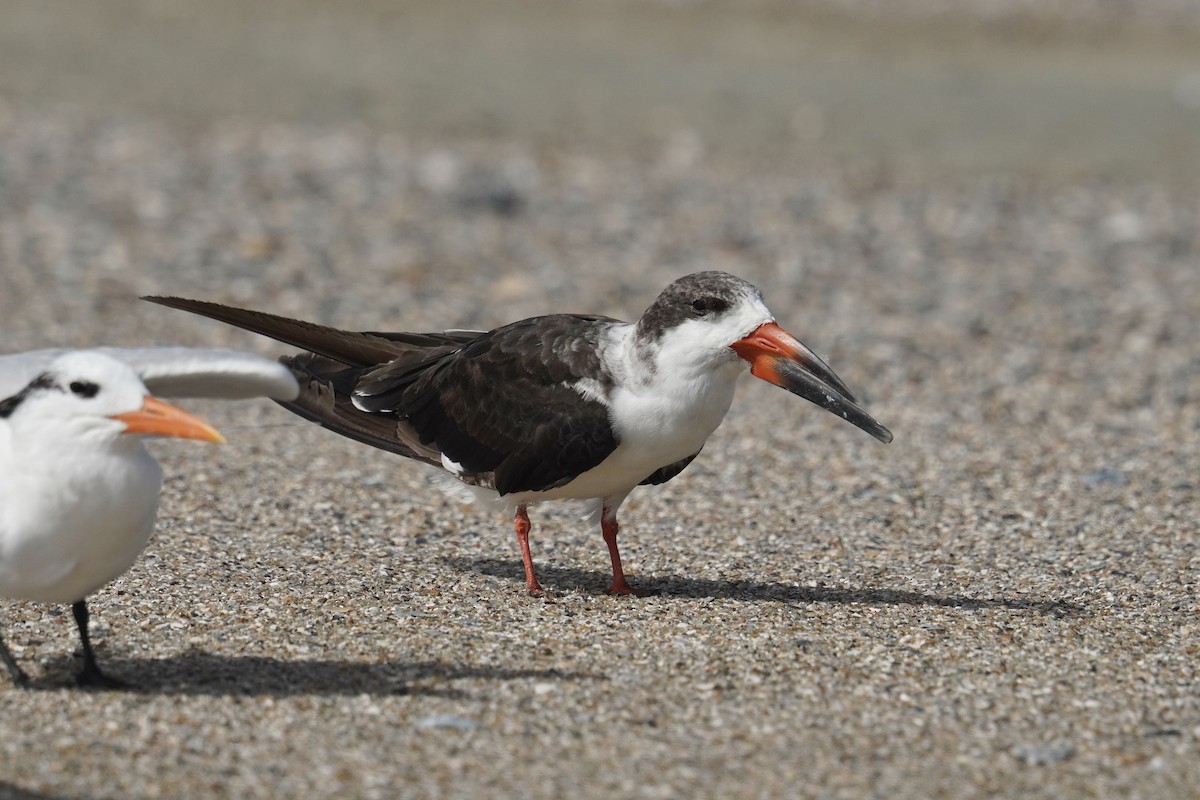 Black Skimmer - ML625905654