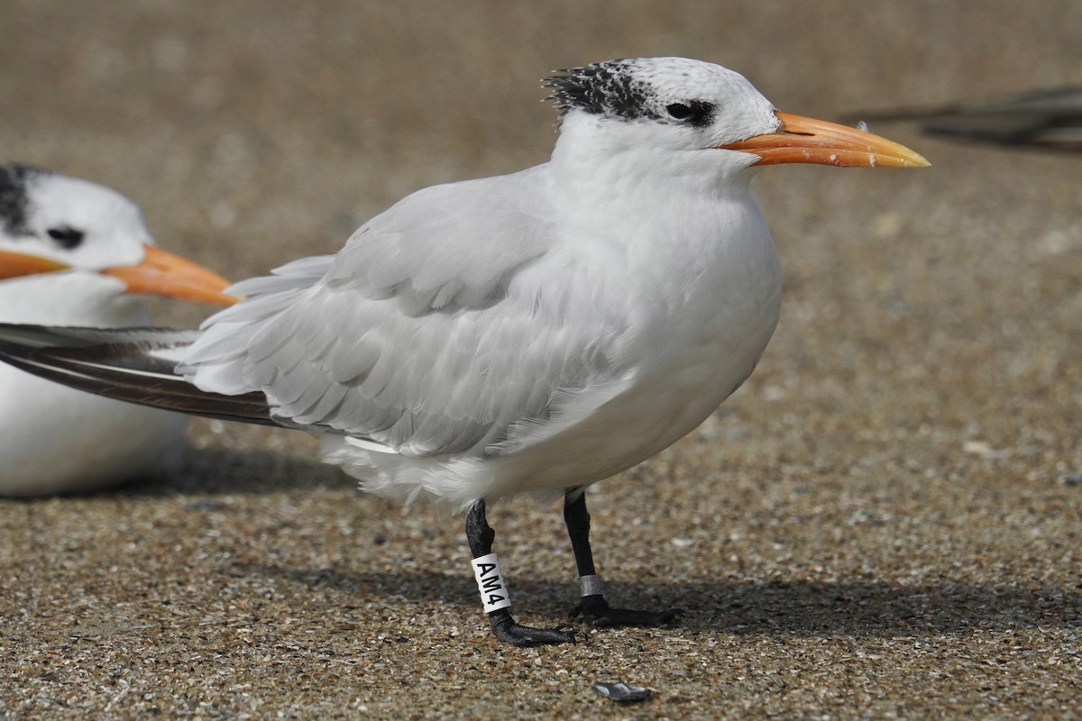 Royal Tern - ML625905659