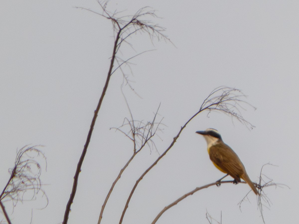 Great Kiskadee - ML625905660