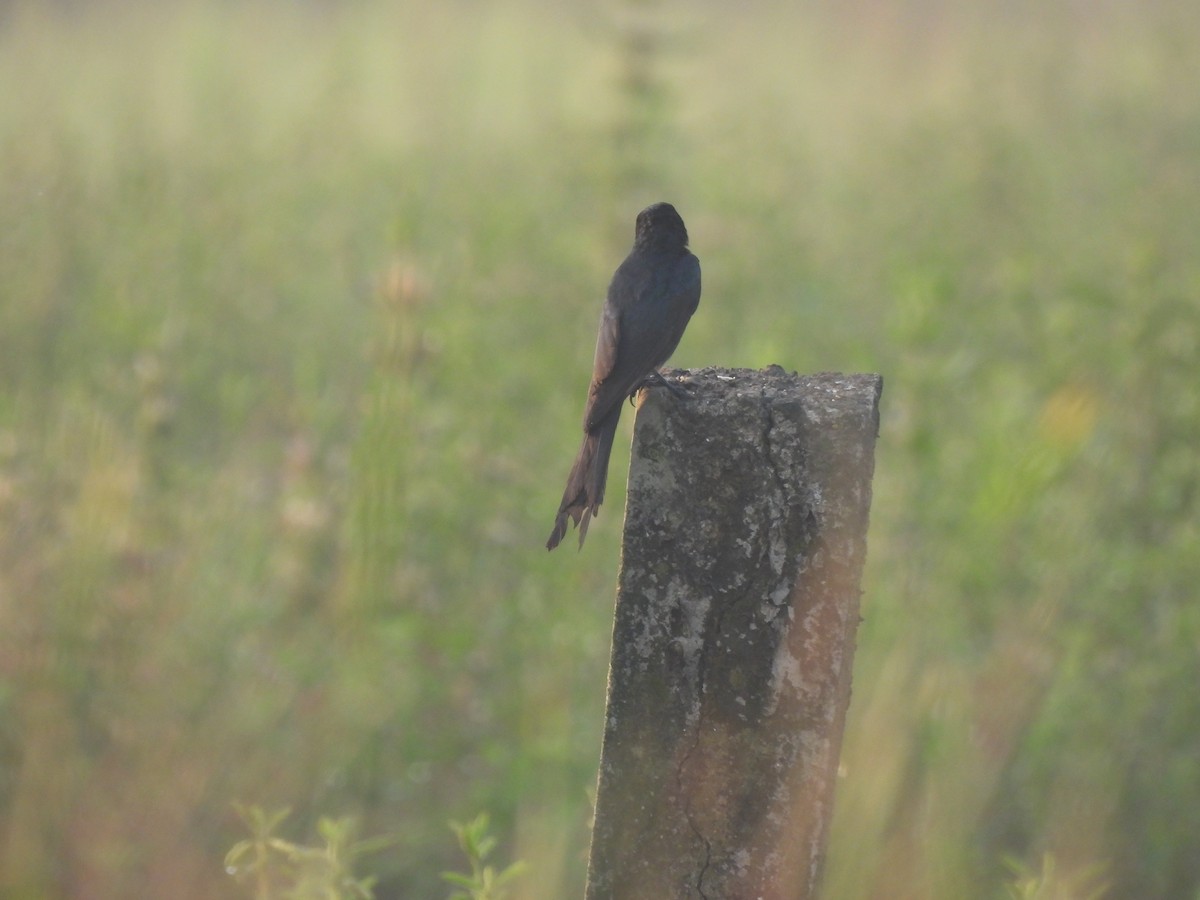 Black Drongo - ML625905662