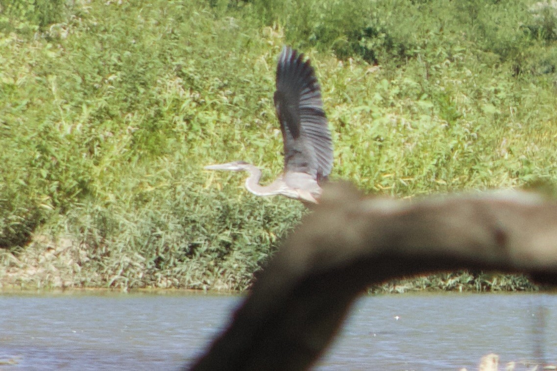 Great Blue Heron - ML625905663