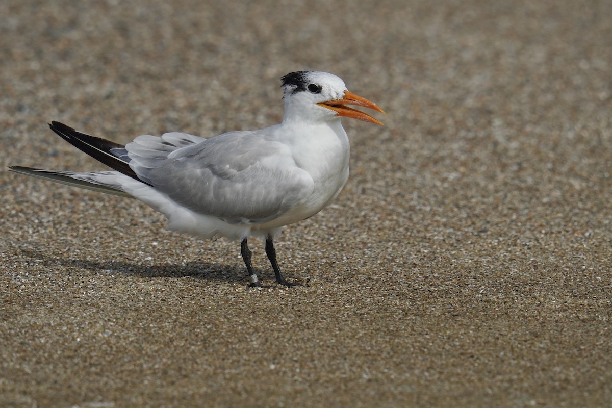 Royal Tern - ML625905665