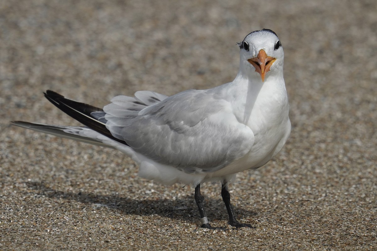 Royal Tern - ML625905667