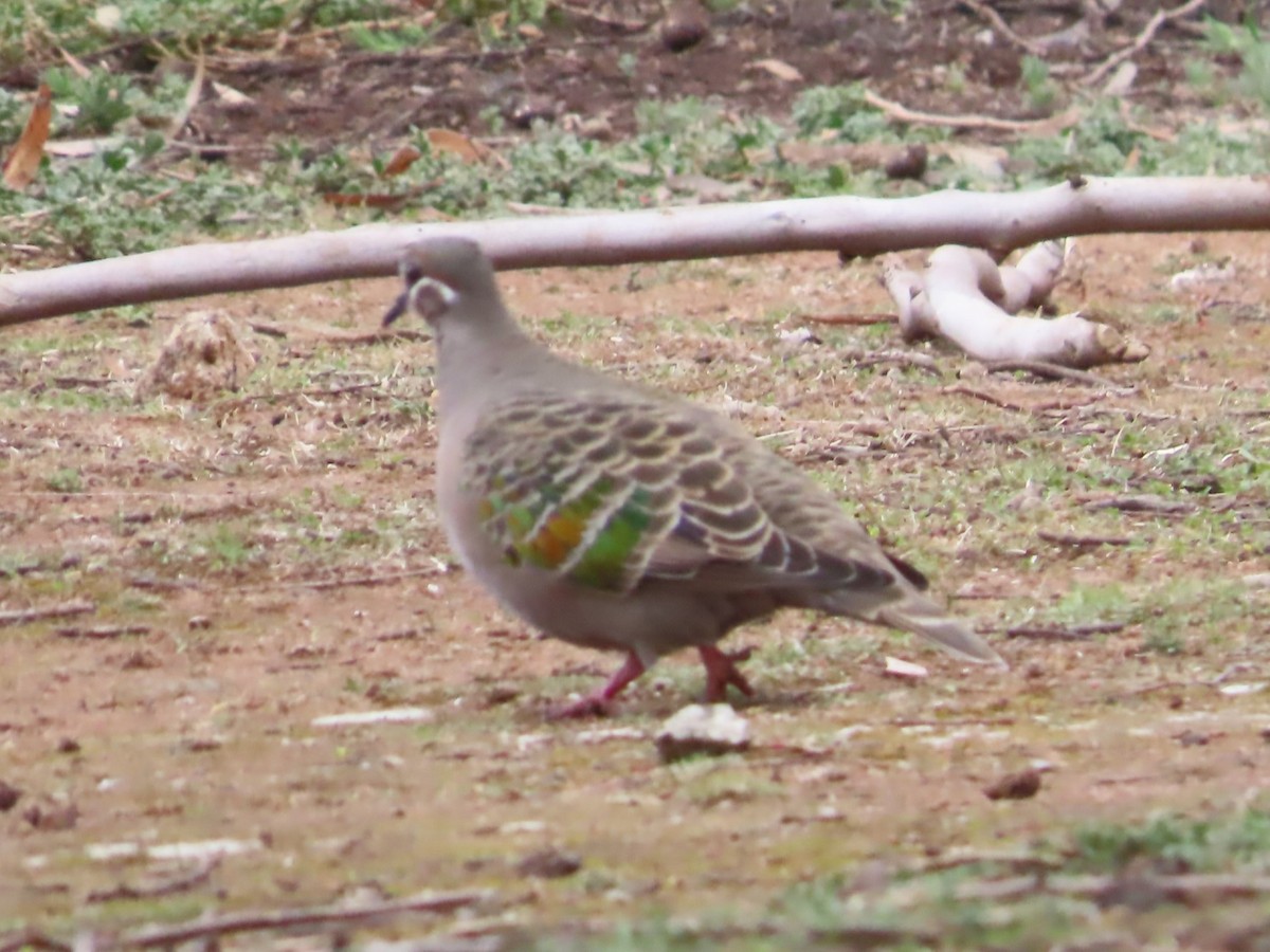 Common Bronzewing - ML625905668