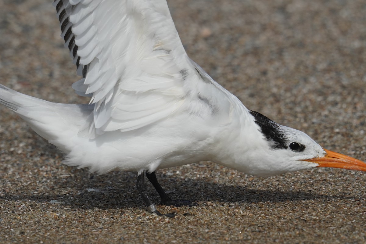 Royal Tern - ML625905669