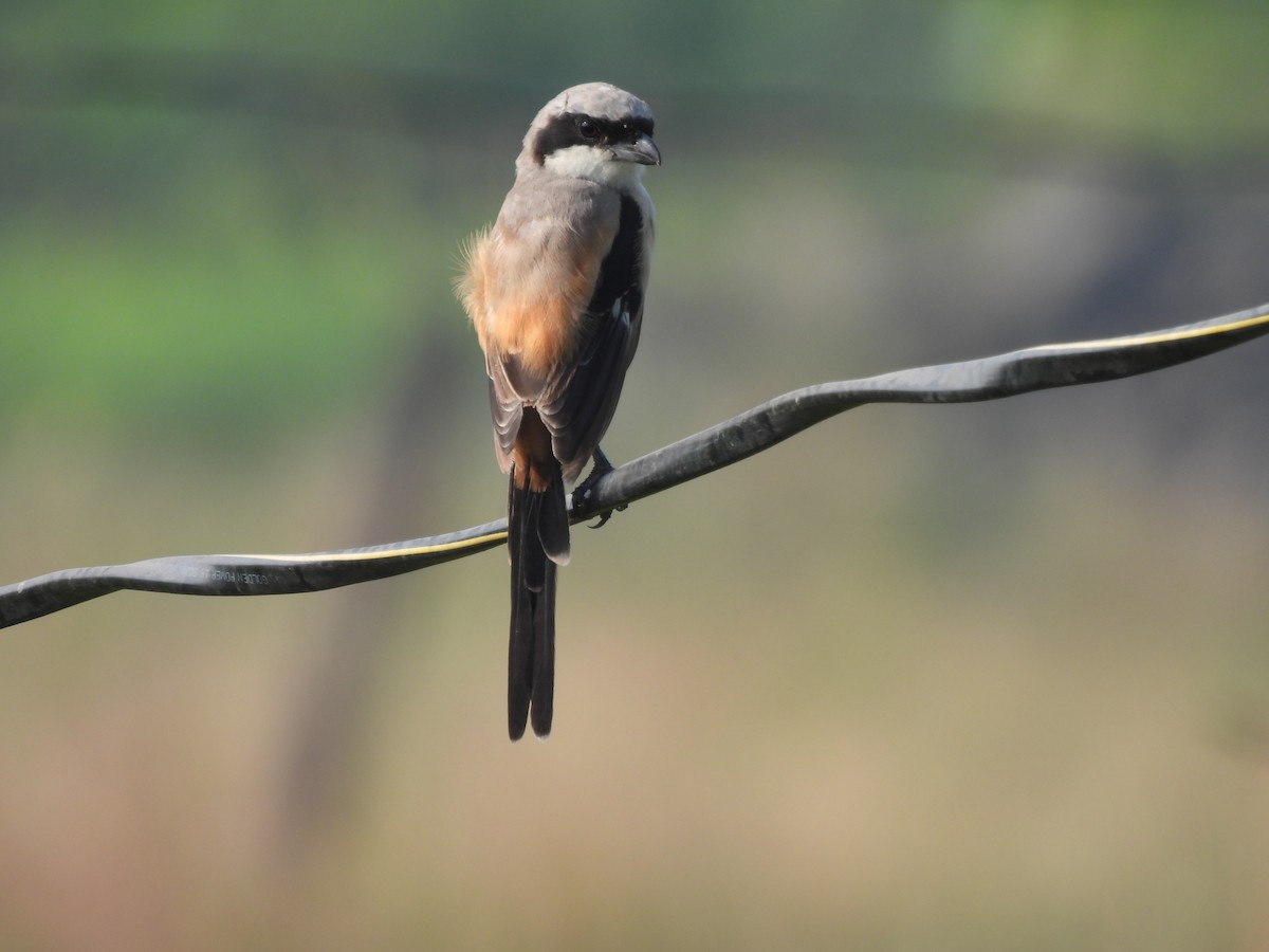 Long-tailed Shrike - ML625905670