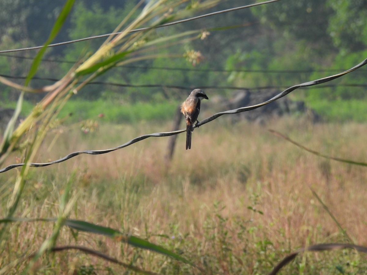 Long-tailed Shrike - ML625905671