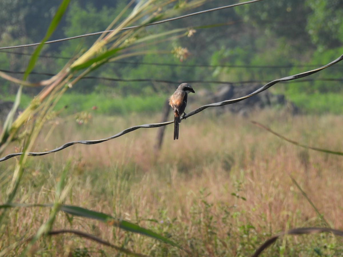 Long-tailed Shrike - ML625905671