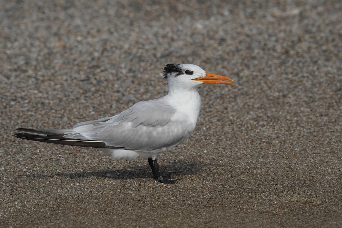 Royal Tern - ML625905672