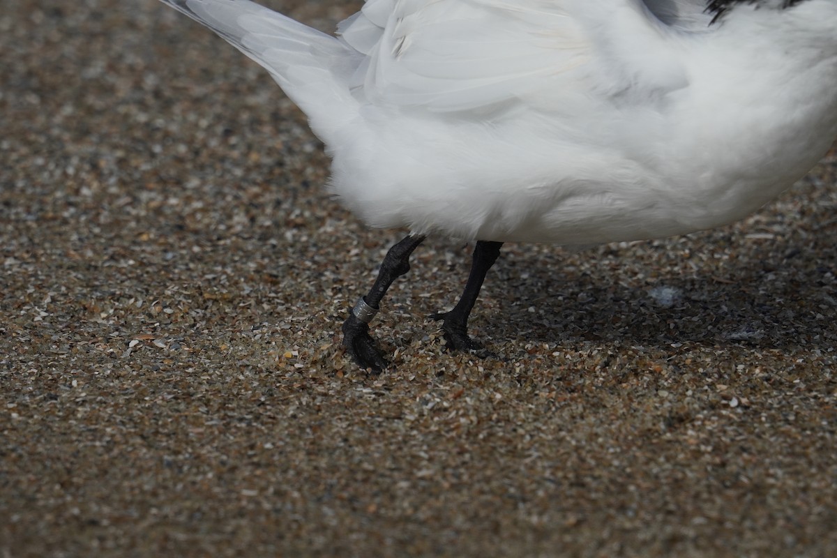 Royal Tern - ML625905673