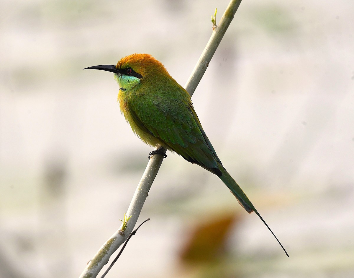 Asian Green Bee-eater - ML625905676