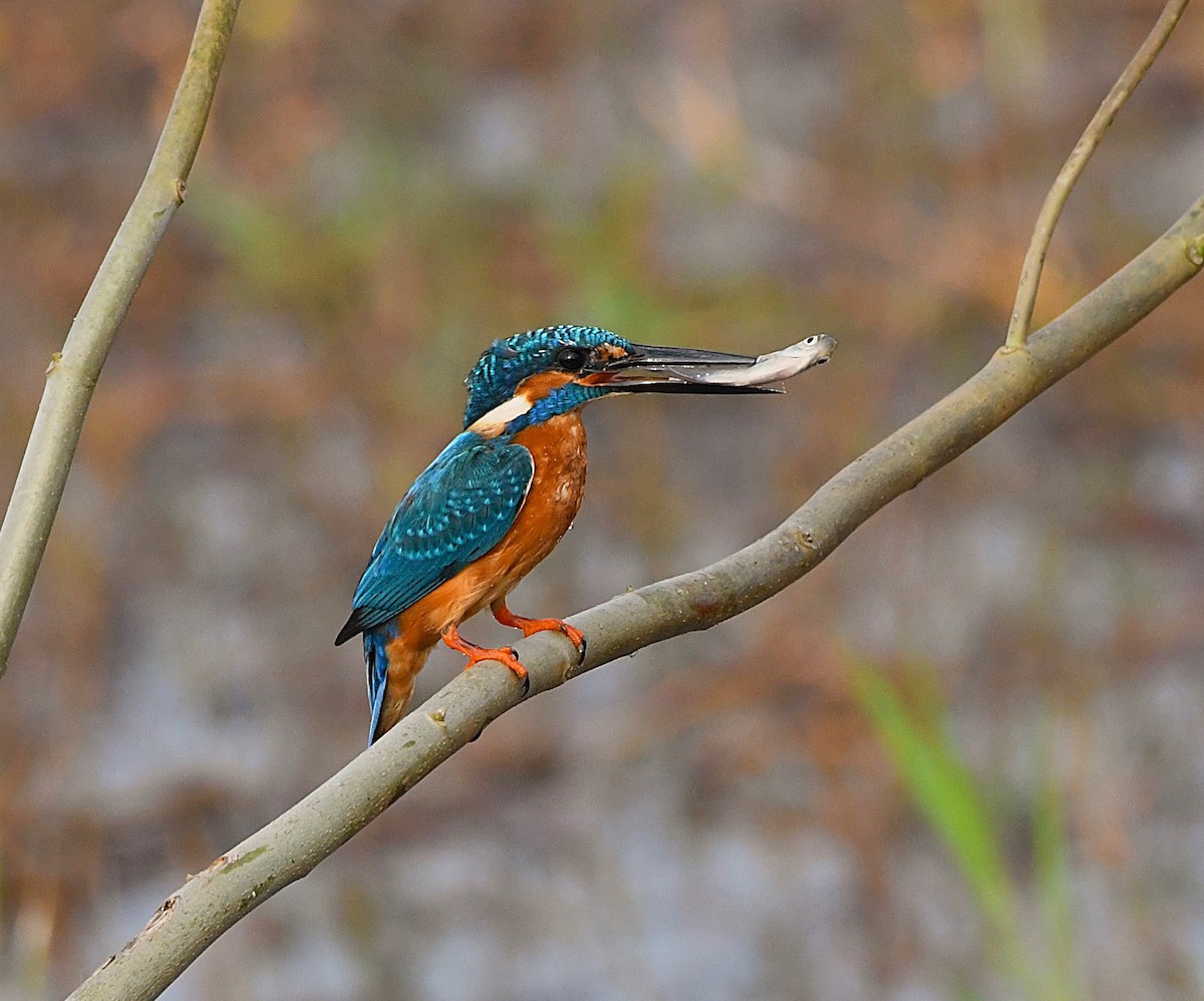 Common Kingfisher - mathew thekkethala