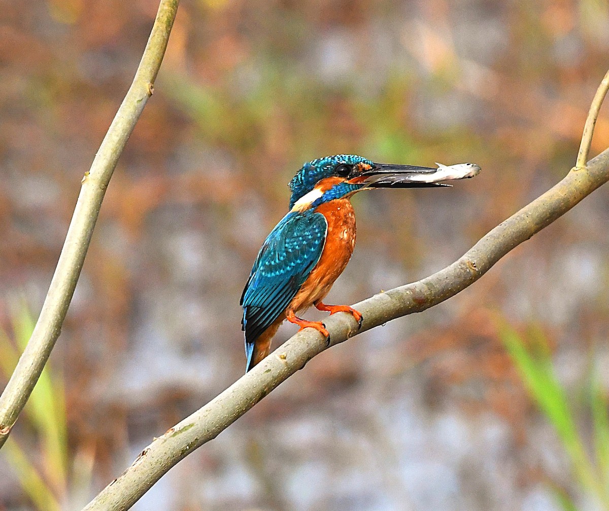 Common Kingfisher - ML625905678