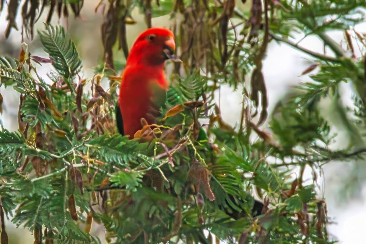 Australian King-Parrot - Alfons  Lawen