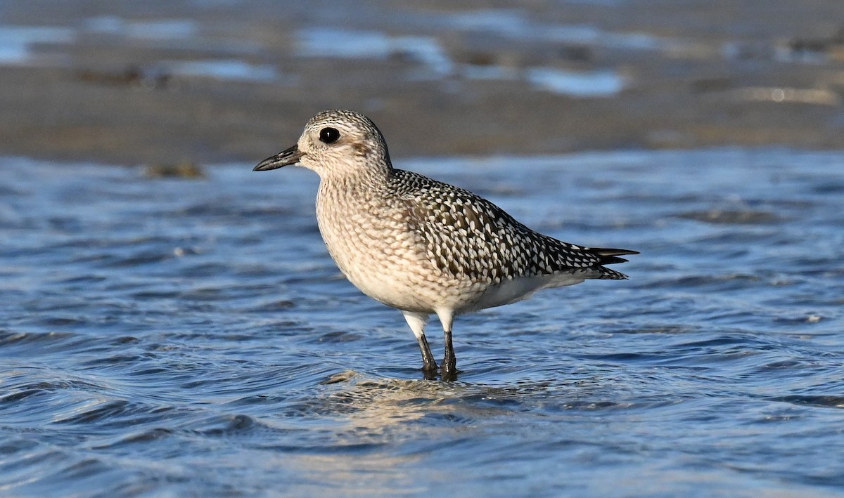 Black-bellied Plover - ML625905682