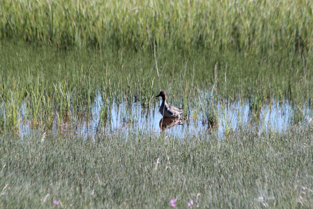 Green-winged Teal - ML625905685