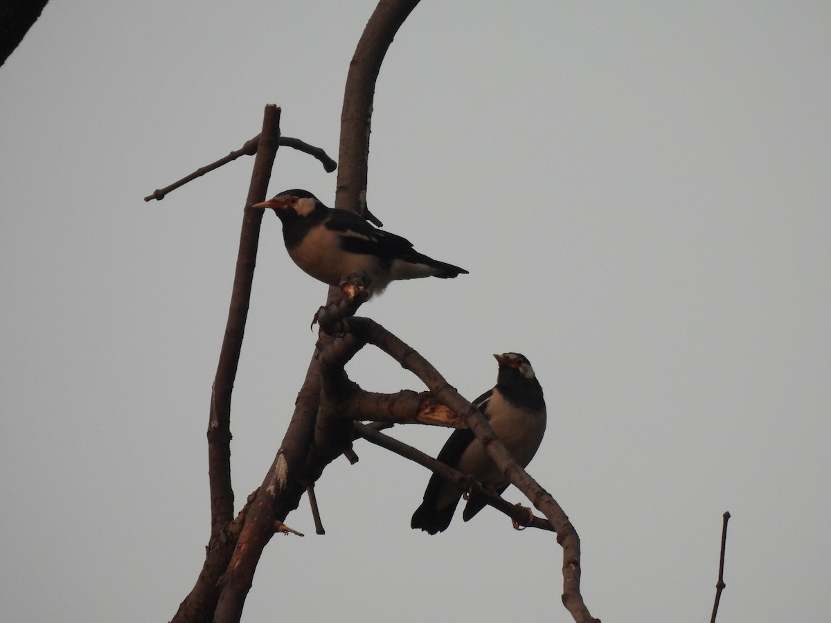 Indian Pied Starling - ML625905686