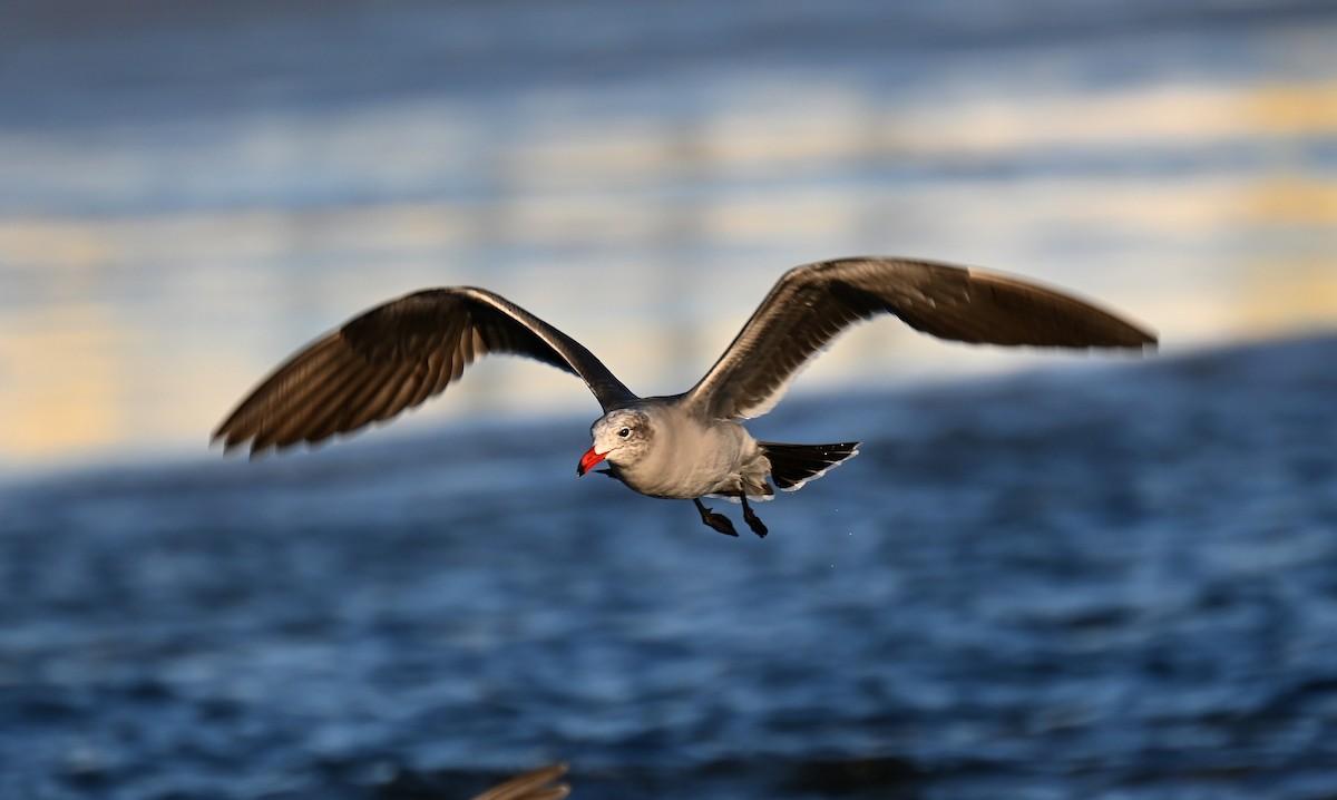 Heermann's Gull - ML625905687