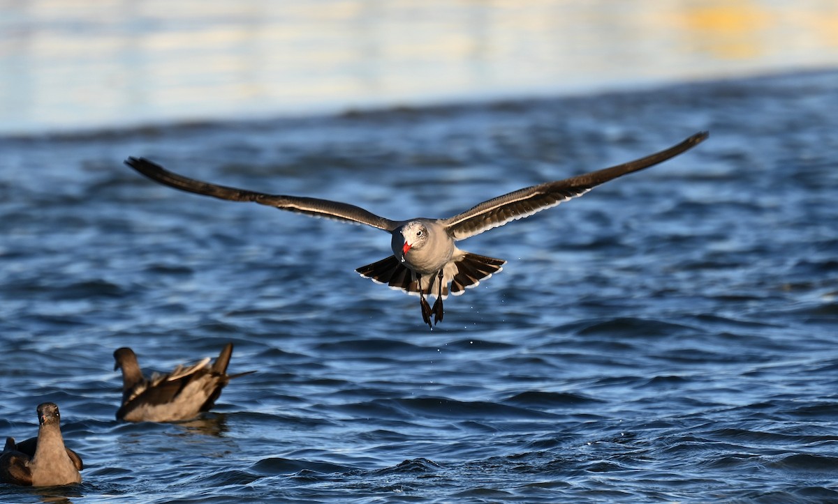 Heermann's Gull - ML625905688