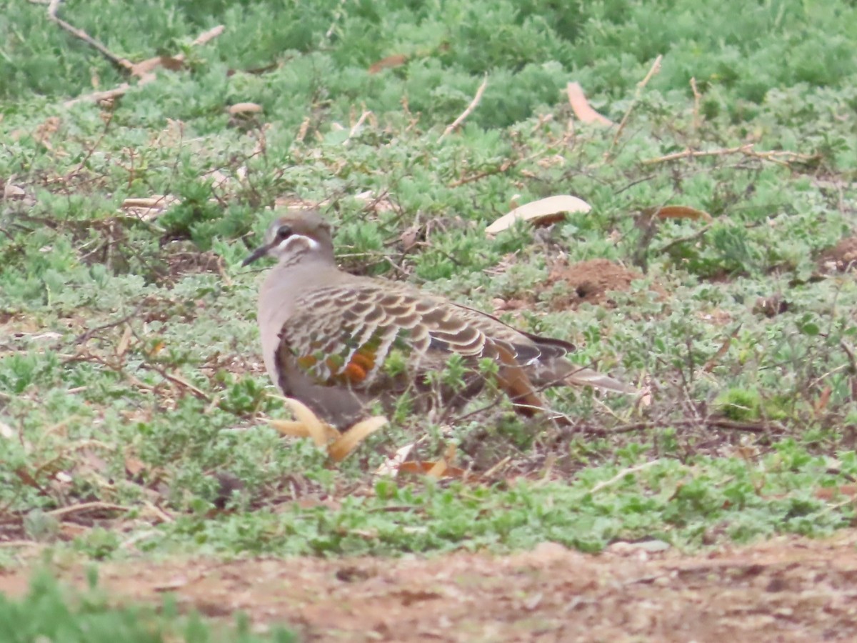 Common Bronzewing - ML625905689