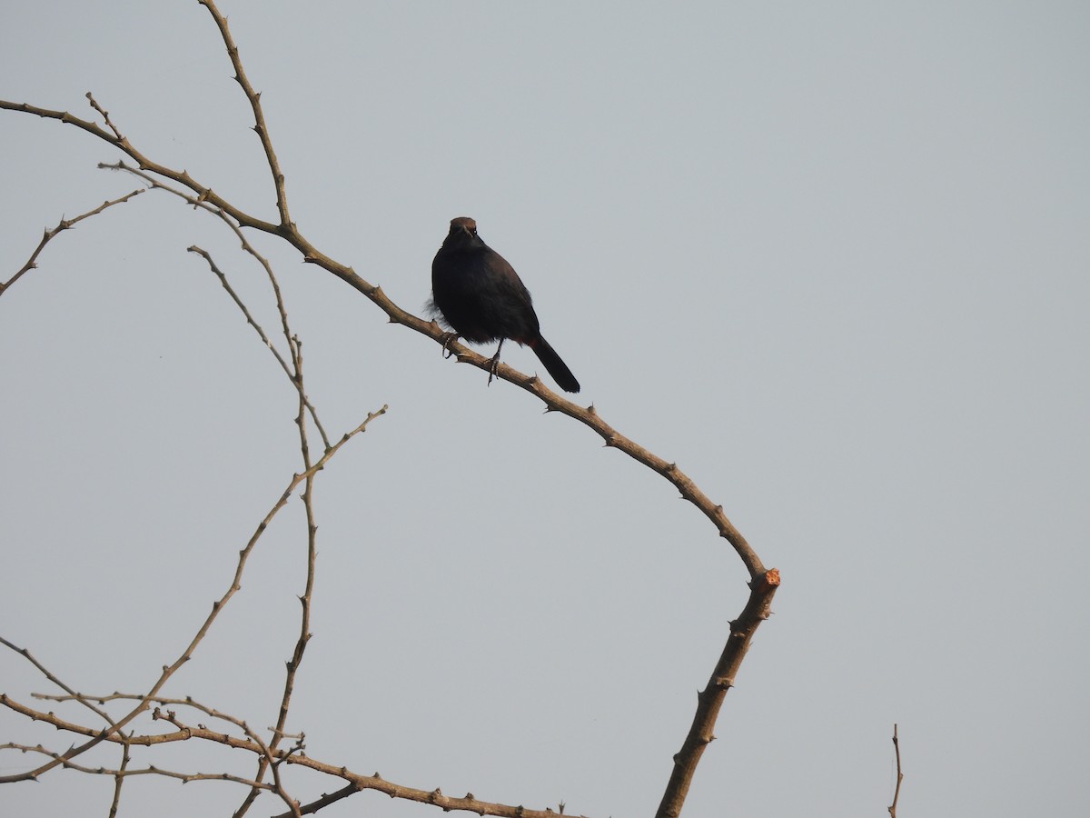 Indian Robin - ML625905690