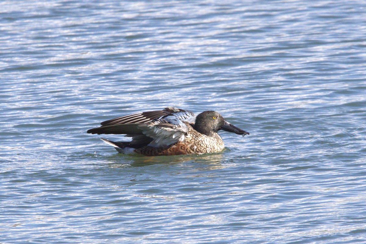 Northern Shoveler - ML625905691