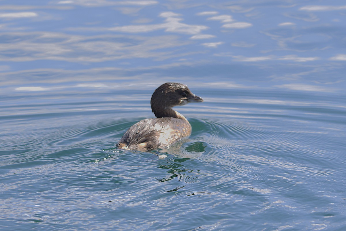 Pied-billed Grebe - ML625905692