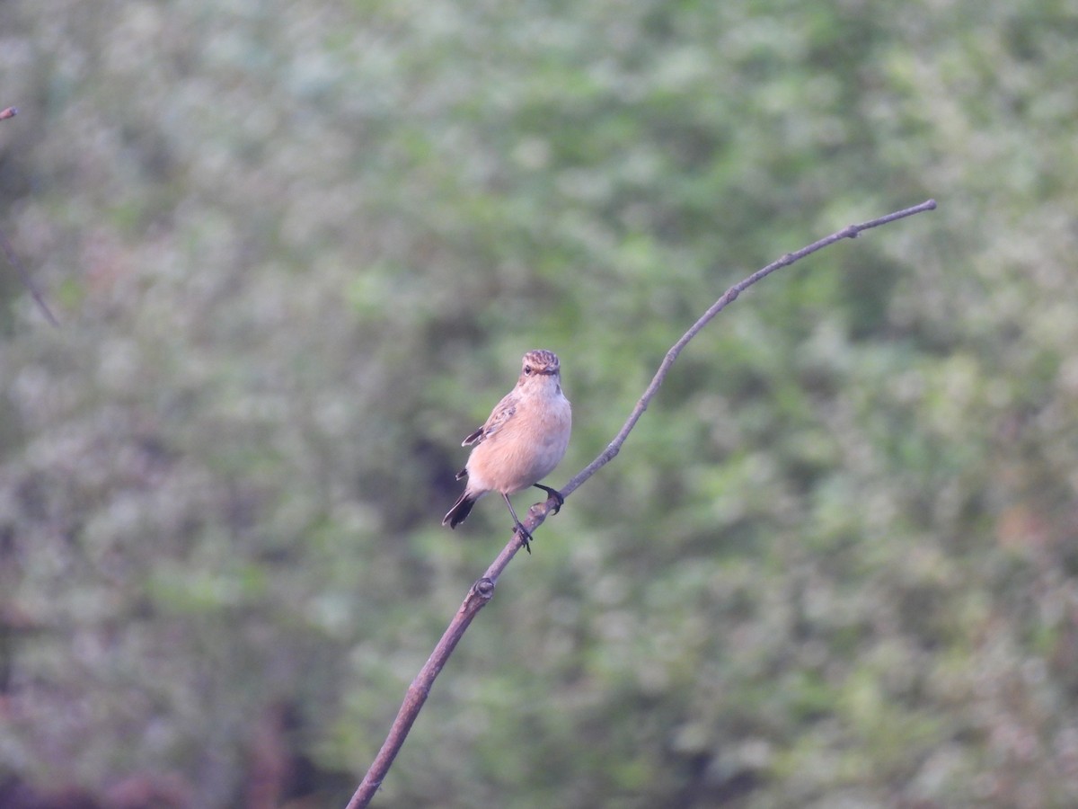 Siberian Stonechat - ML625905693