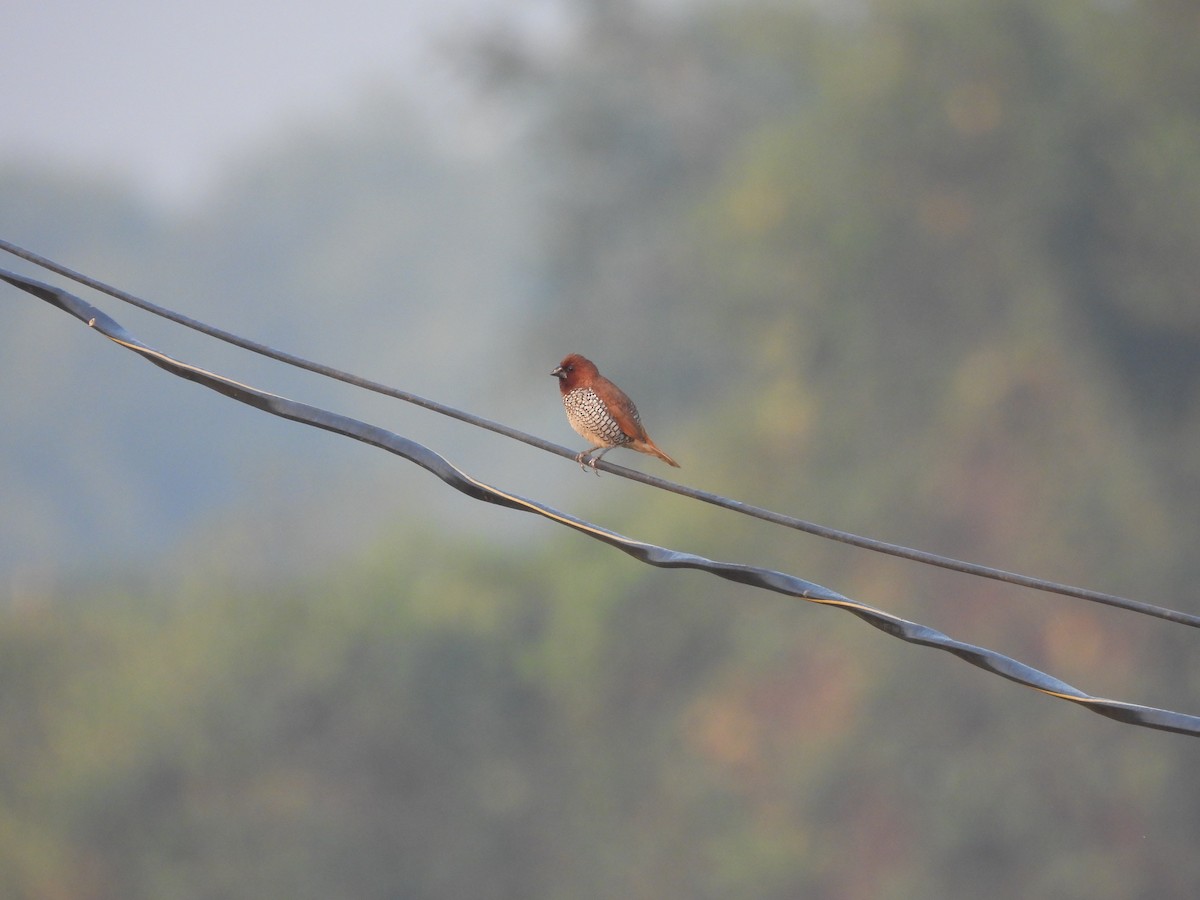 Scaly-breasted Munia - ML625905696