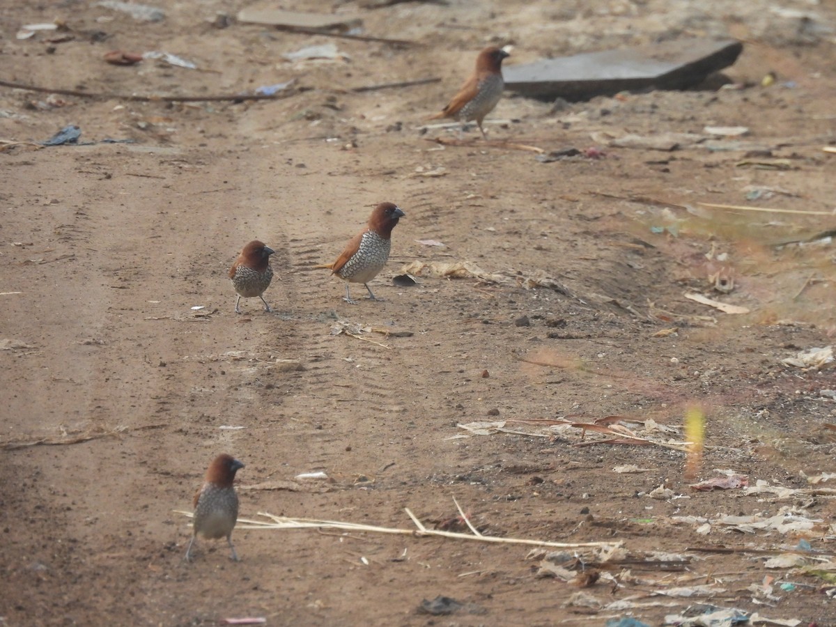 Scaly-breasted Munia - ML625905697