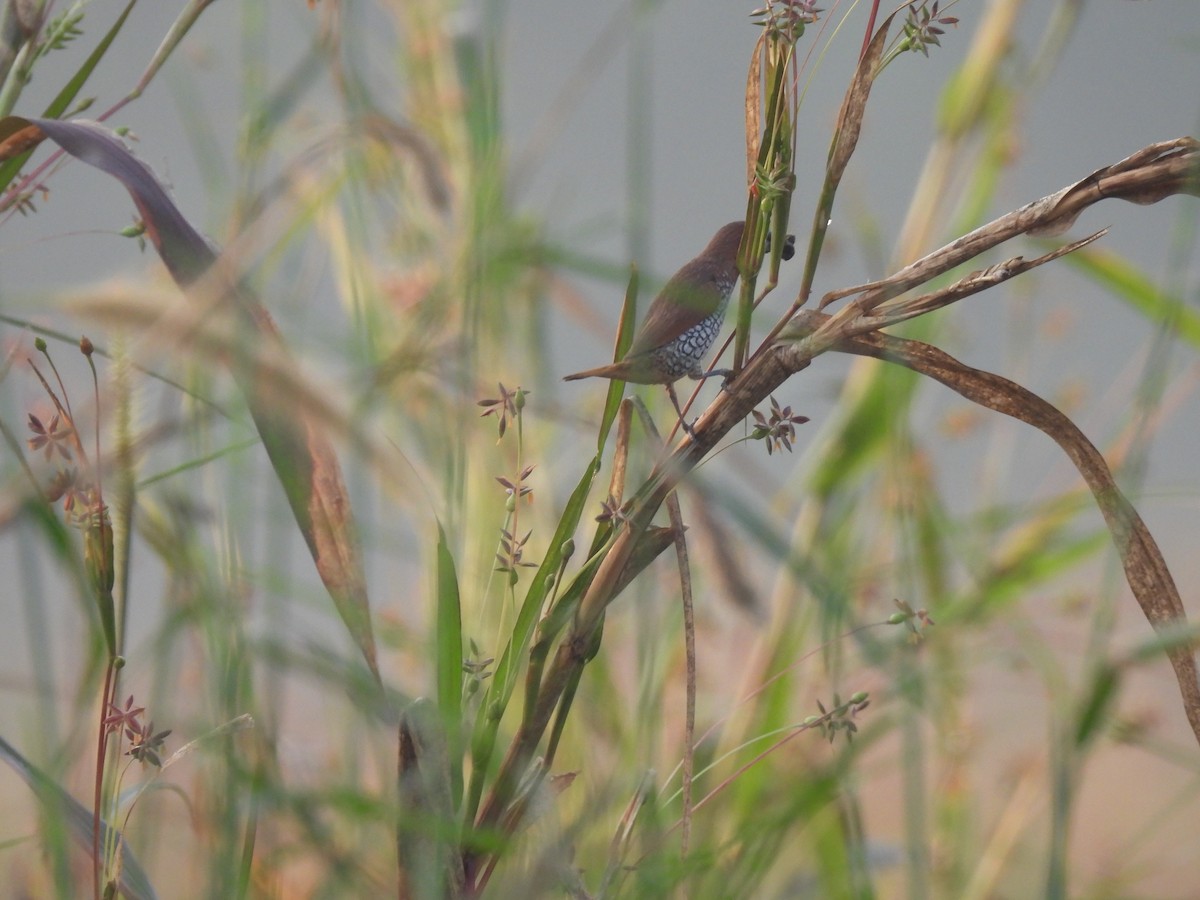 Scaly-breasted Munia - ML625905698